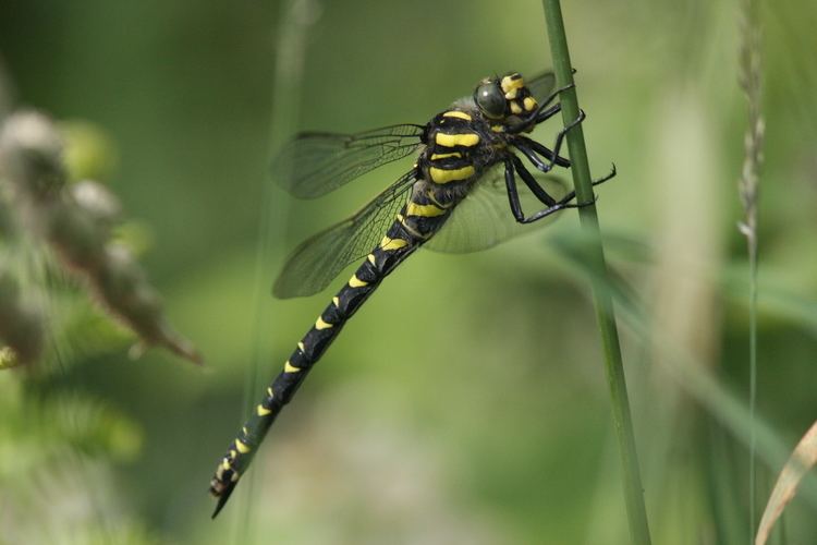 Golden-ringed dragonfly Dragonflies at Rosenannon Downs Goldenringed Dragonfly