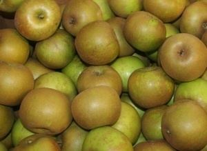 Golden Russet Golden Russet Sweetser39s Apple Barrel and Orchards