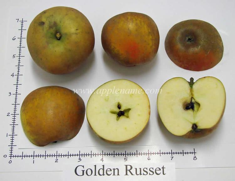 Golden Russet How to identify the Golden Russet apple variety