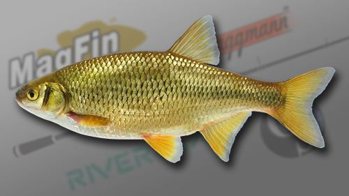 Golden shiner Golden Shiner FishingPlanetcom