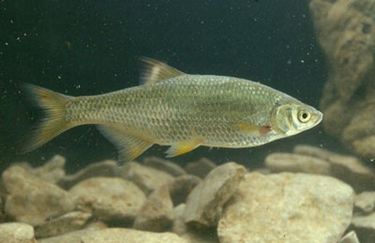 Golden shiner Golden Shiner Fishes of Boneyard Creek