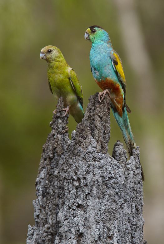 Golden-shouldered parrot Buy Goldenshouldered Parrots pair on nest Image Online Print