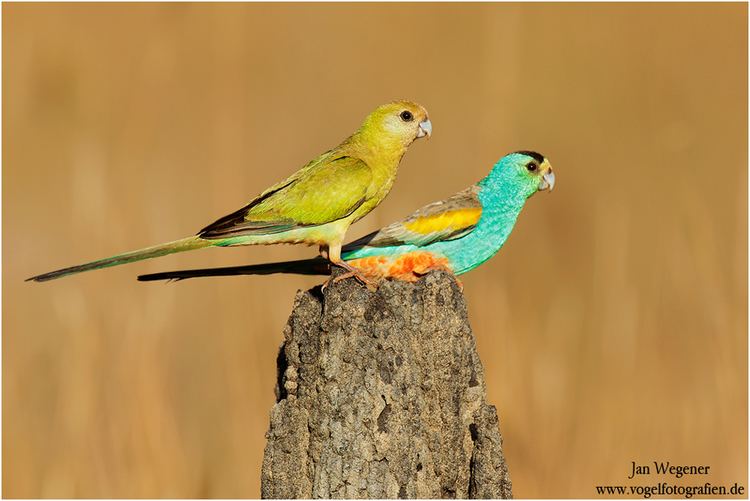 Golden-shouldered parrot shouldered Parrot