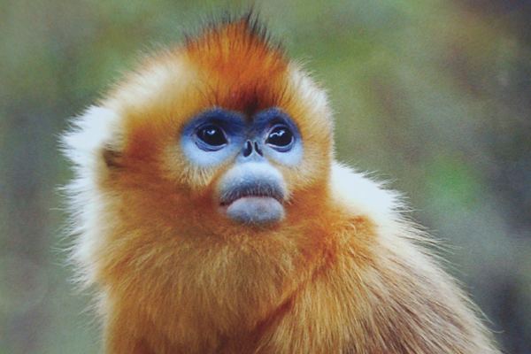 Golden snub-nosed monkey GOLDEN SNUBNOSED MONKEY Tibet Nature Environmental Conservation