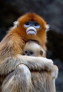 Golden snub-nosed monkey httpsuploadwikimediaorgwikipediacommonsthu