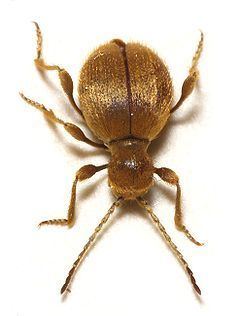 Golden spider beetle httpsuploadwikimediaorgwikipediacommonsthu
