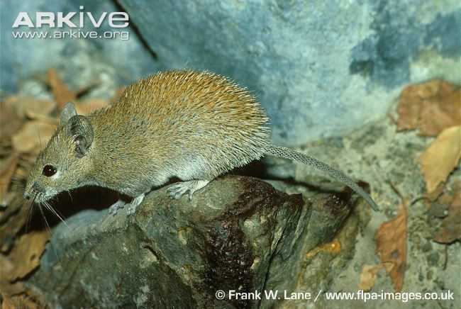 Golden spiny mouse Golden spiny mouse videos photos and facts Acomys russatus ARKive