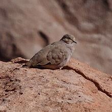 Golden-spotted ground dove httpsuploadwikimediaorgwikipediacommonsthu