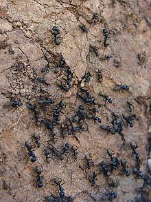 Golden tail sugar ant httpsuploadwikimediaorgwikipediacommonsthu