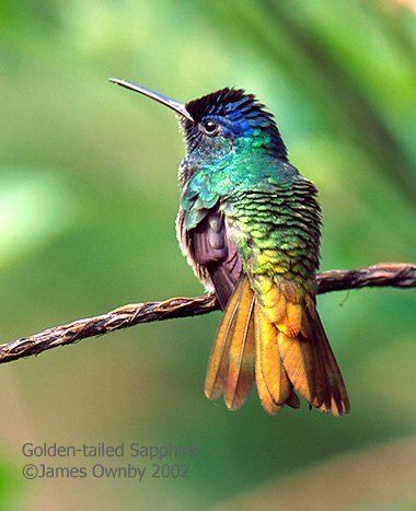 Golden-tailed sapphire Mangoverde World Bird Guide Photo Page Goldentailed Sapphire