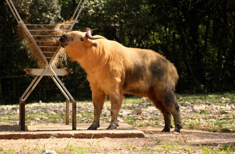 Golden takin The Golden Takin Rare amp Weird Lazer Horse