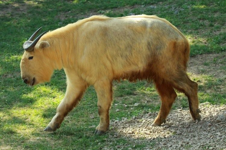 Golden takin 1000 images about Takin on Pinterest Horns Tibet and The golden