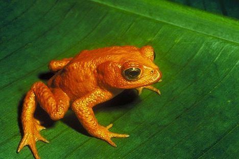 Golden toad Global Warming and the Golden Toad Wanderlusters