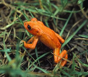 Golden toad Golden Toad Facts Habitat Pictures and Diet Extinct Animals