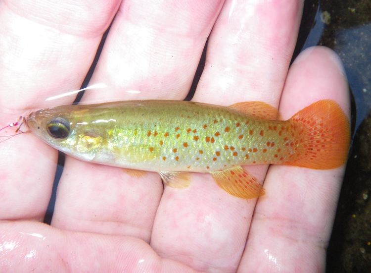 Golden topminnow Topminnow Golden fishingwithpole roughfishcom