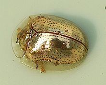 Golden tortoise beetle httpsuploadwikimediaorgwikipediacommonsthu