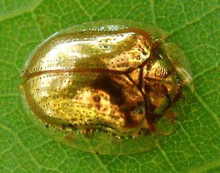 Golden tortoise beetle Golden Tortoise Beetle l Leaf beetle Our Breathing Planet