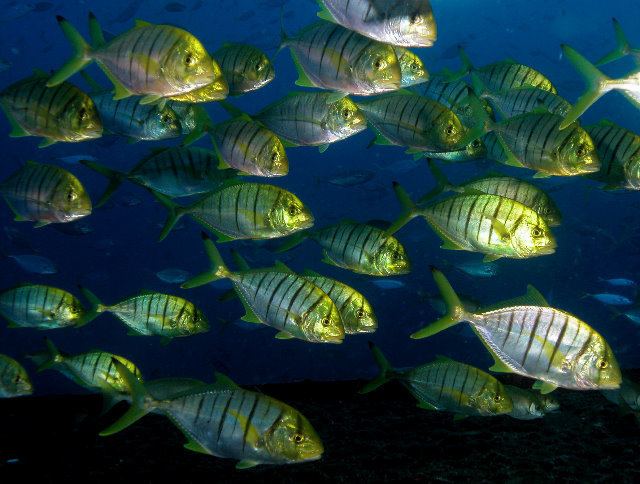 Golden trevally What Is The Golden Trevally