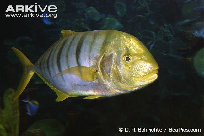 Golden trevally Golden trevally photo Gnathanodon speciosus G65990 ARKive