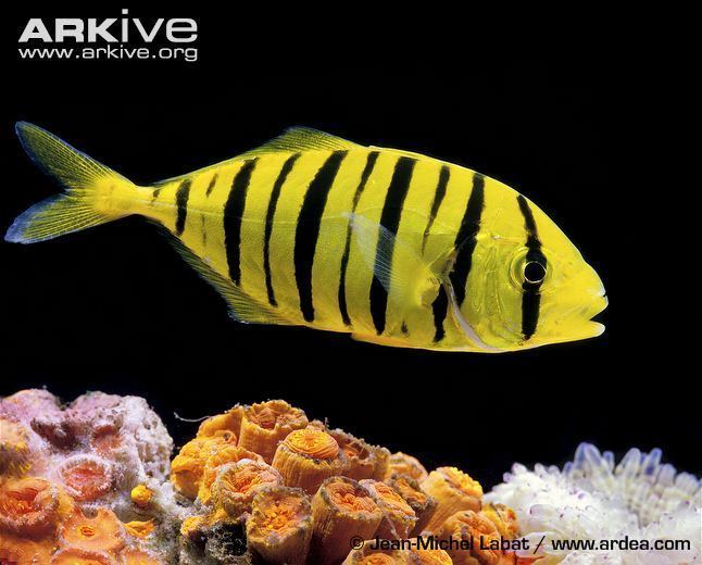 Golden trevally cdn1arkiveorgmedia6666EB28CF6BC14F53B5A55