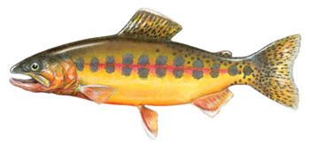 Golden trout Golden Trout Stream Explorers