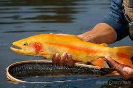Golden trout Outdoors The origin of golden trout Sports dailyprogresscom