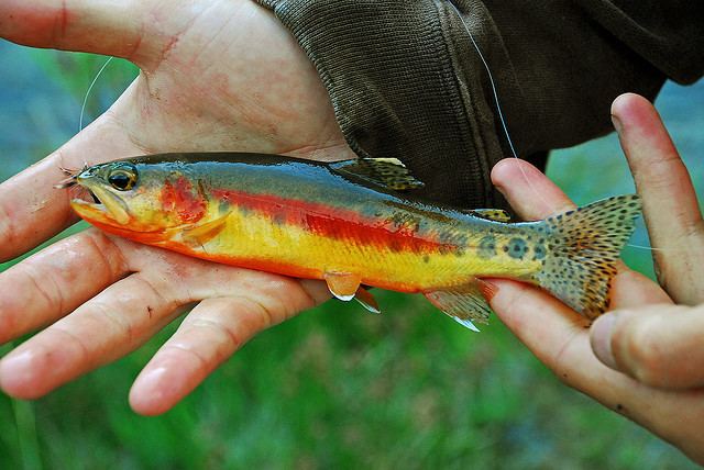 Golden trout Golden trout Wikipedia
