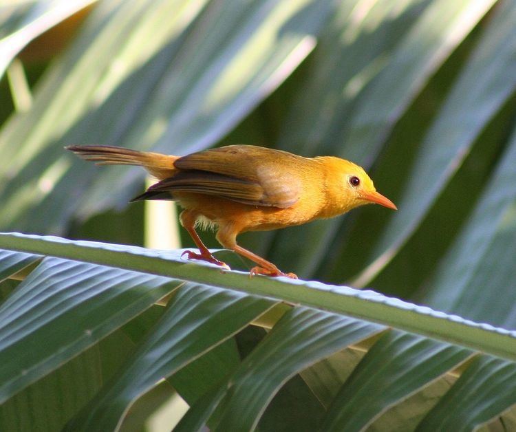 Golden white-eye httpsuploadwikimediaorgwikipediacommonsthu