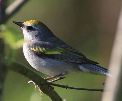 Golden-winged warbler Goldenwinged Warbler Identification All About Birds Cornell Lab