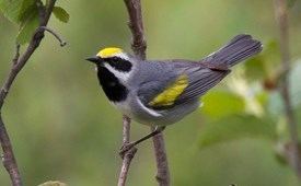 Golden-winged warbler Goldenwinged Warbler Identification All About Birds Cornell Lab