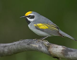 Golden-winged warbler USFWS Goldenwinged warbler