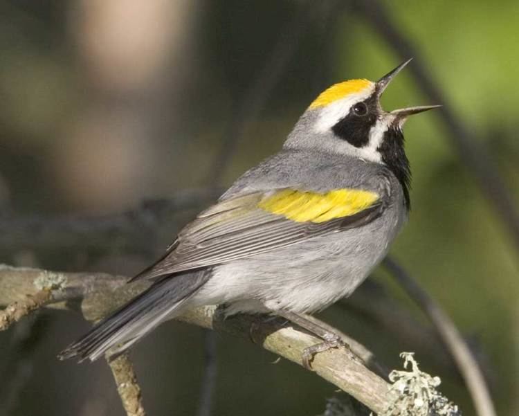 Golden-winged warbler d2fbmjy3x0sduacloudfrontnetsitesdefaultfiles