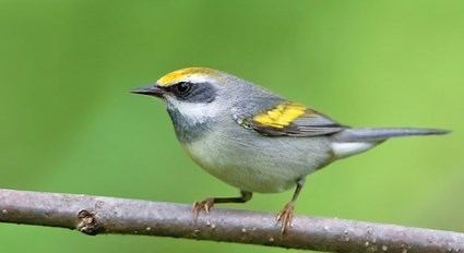 Golden-winged warbler Goldenwinged Warbler Identification All About Birds Cornell Lab