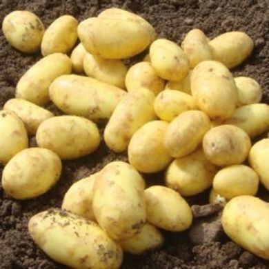 Golden Wonder (potato) Seed Potatoes Golden Wonder Vegetables Potatoes Seed Potatoes