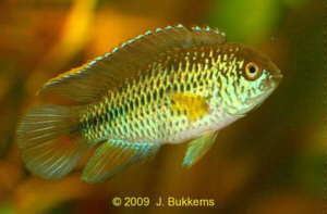 Goldeneye cichlid Nannacara anomala Goldeneye Cichlid Aquariumfish Database