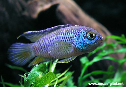 Goldeneye cichlid The Tropical Tank View topic Some notes on the more common