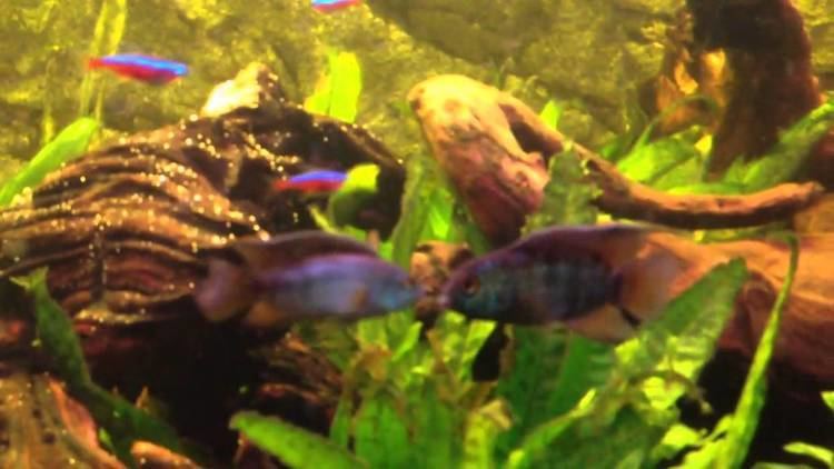 Goldeneye cichlid Golden eye cichlid males fightinghigher quality YouTube