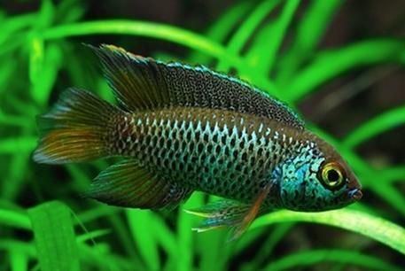 Goldeneye cichlid AquaticLog stock by altminus Added 2 Goldeneye Cichlid Nannacara