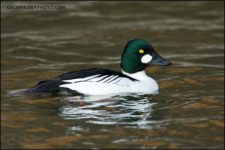 Goldeneye (duck) lakechamplainorganisms Common Goldeneye Duck