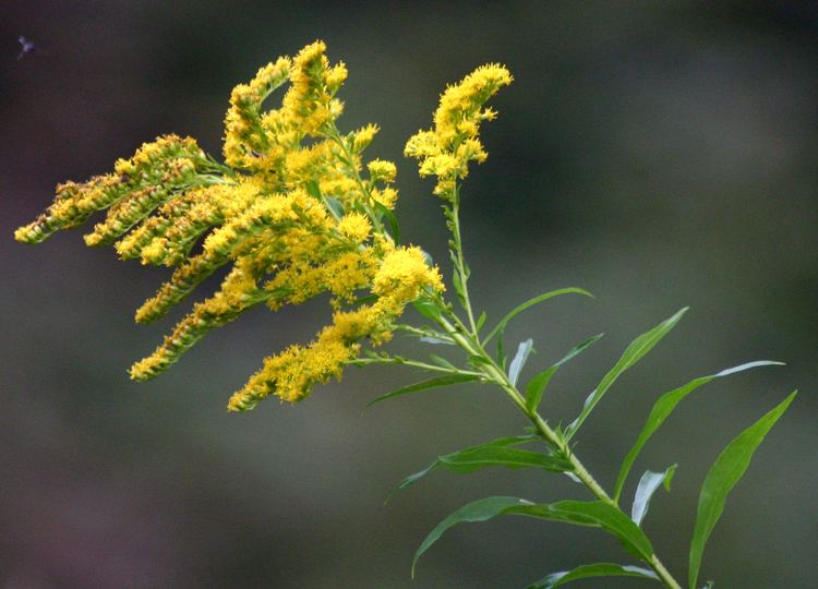 Goldenrod Medicinal PlantsCanada Goldenrod
