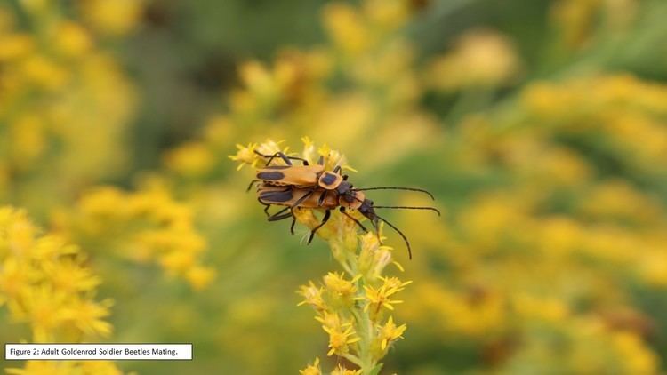 Goldenrod soldier beetle BE ON THE LOOKOUT FOR GOLDENROD SOLDIER BEETLES Extension Entomology