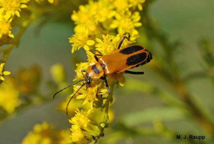 Goldenrod soldier beetle httpsstatic1squarespacecomstatic502d2cede4b