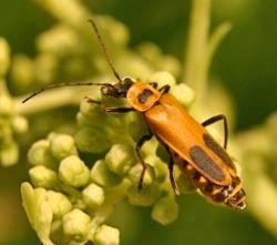 Goldenrod soldier beetle Goldenrod Soldier Beetle Chauliognathus pennsylvanicus Master