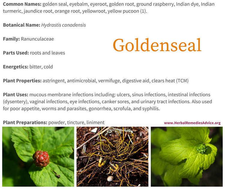 Goldenseal Benefits of Goldenseal