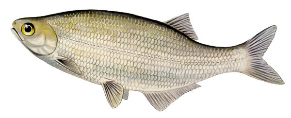 Goldeye Goldeye fish record www