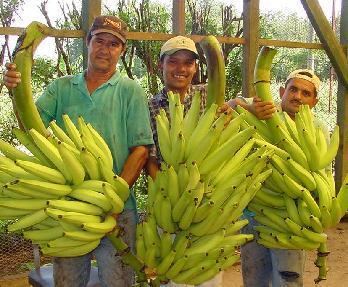 Goldfinger banana More nutritious bananas resist disease IDRC International