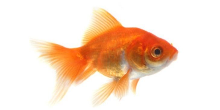 Goldfish Goldfish Care BreedingFeedingDiseases Etc