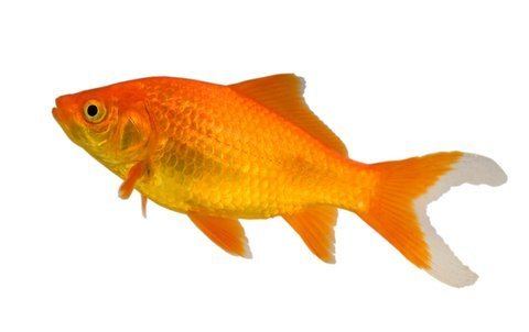 Goldfish Types of Goldfish