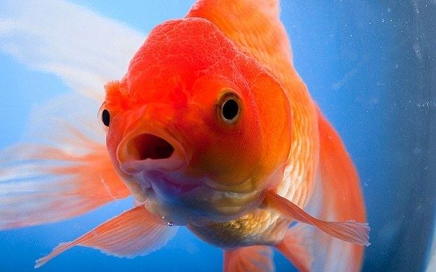 Goldfish Canadians warned against flushing goldfish down lavatories Telegraph