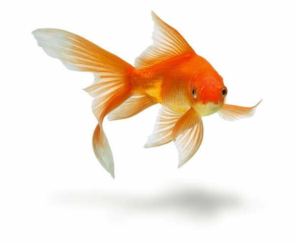 Goldfish How to Care for a Goldfish Won at Carnival or Fair